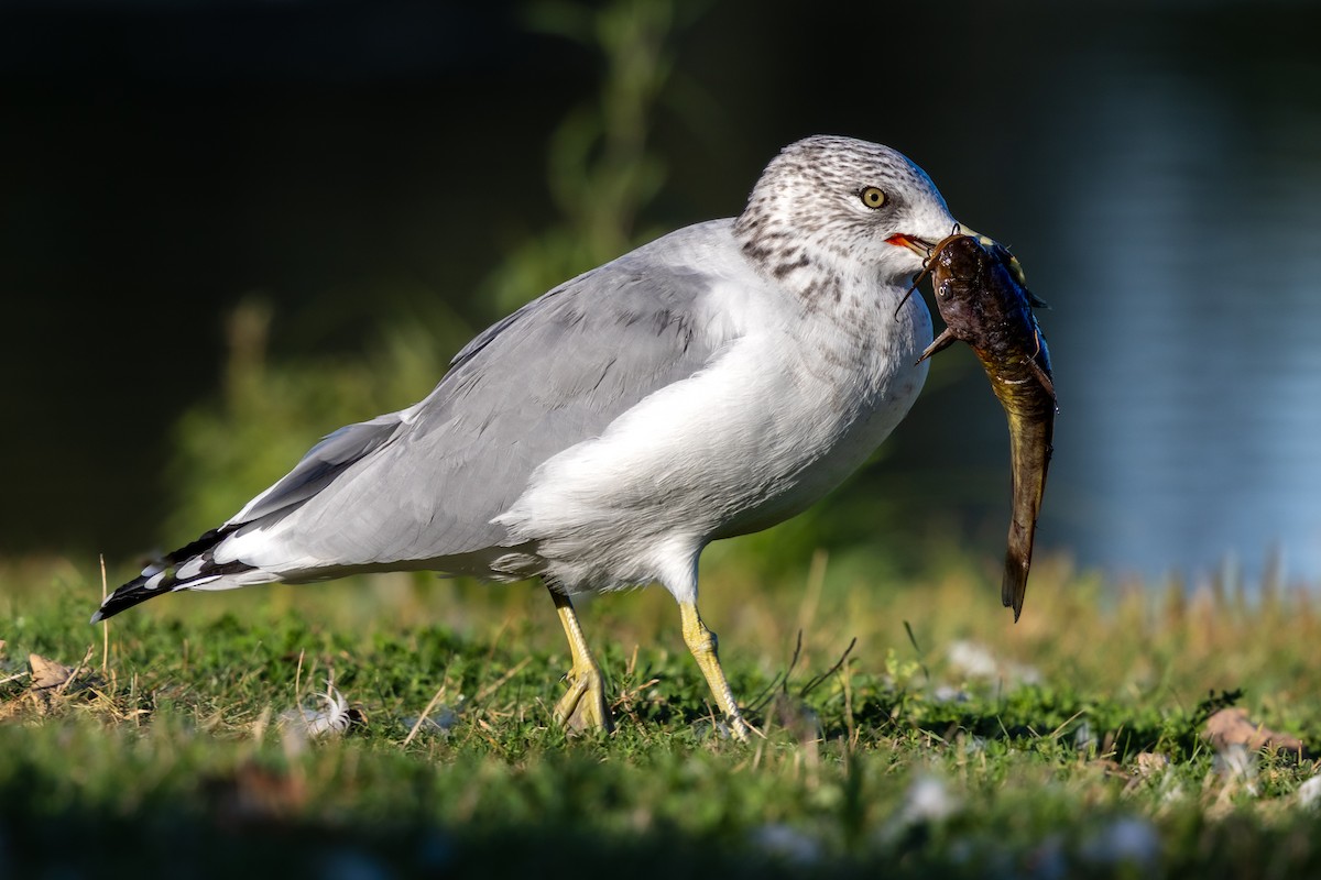 Ring-billed Gull - ML646810112