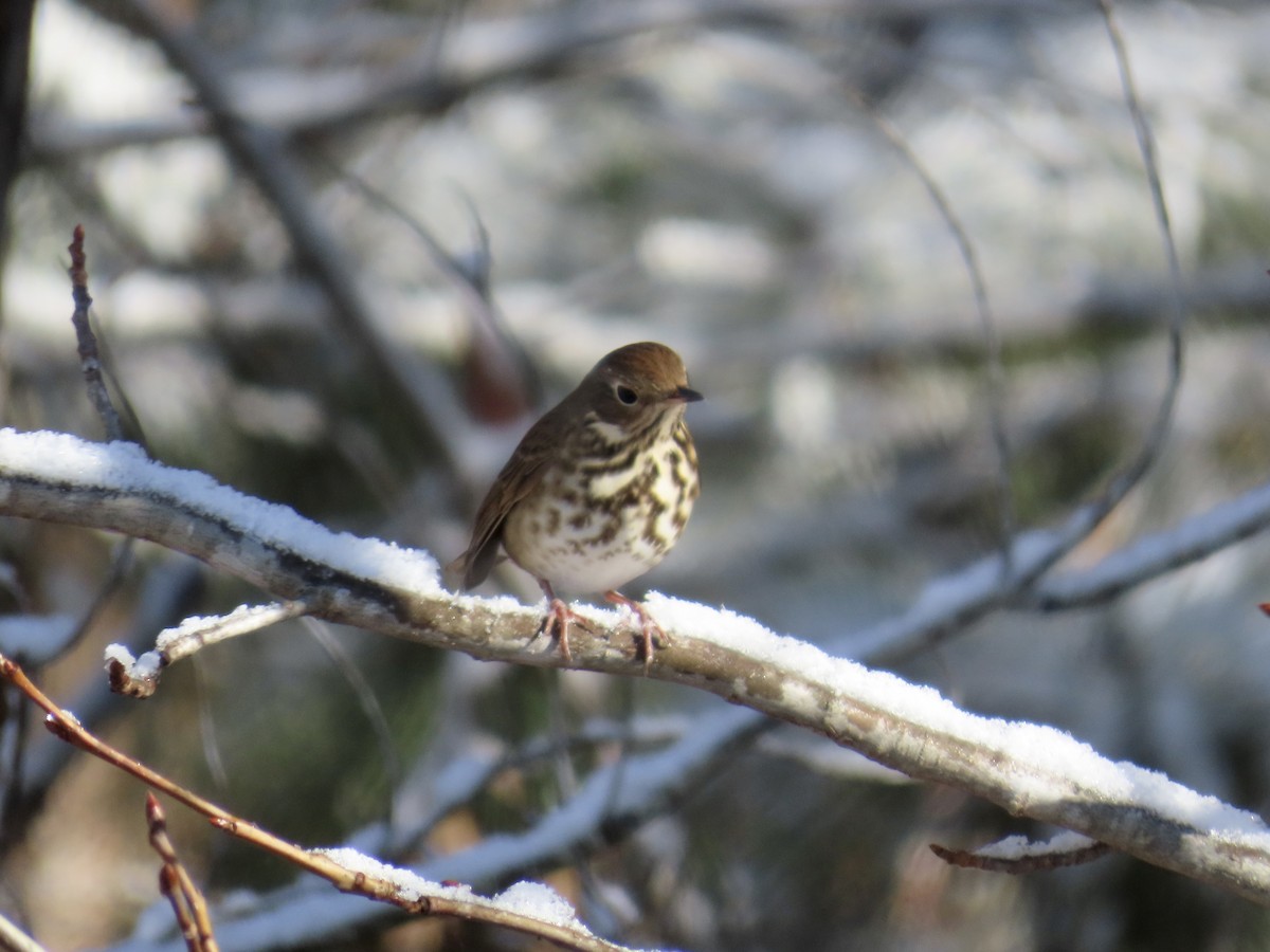 drozd rezavoocasý - ML646810113