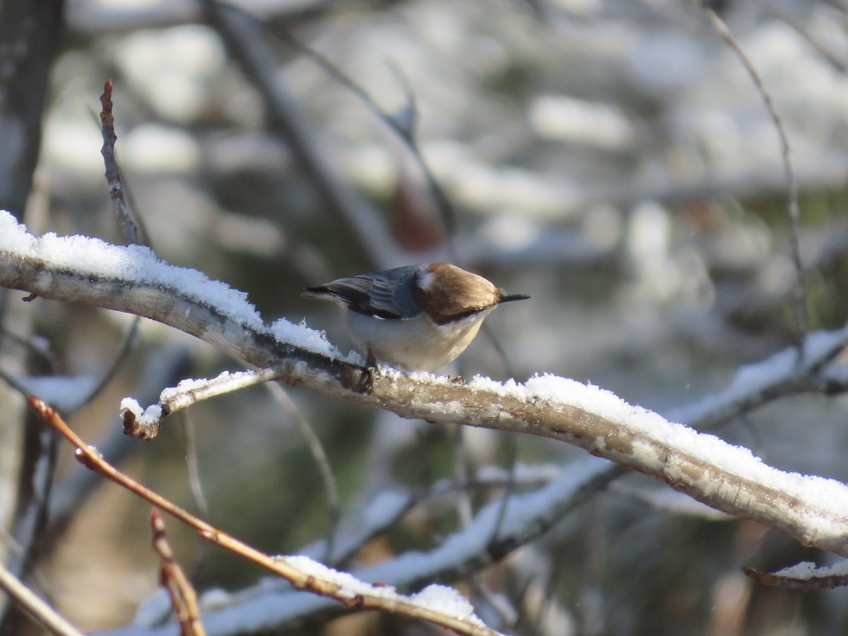 brhlík hnědohlavý - ML646810118