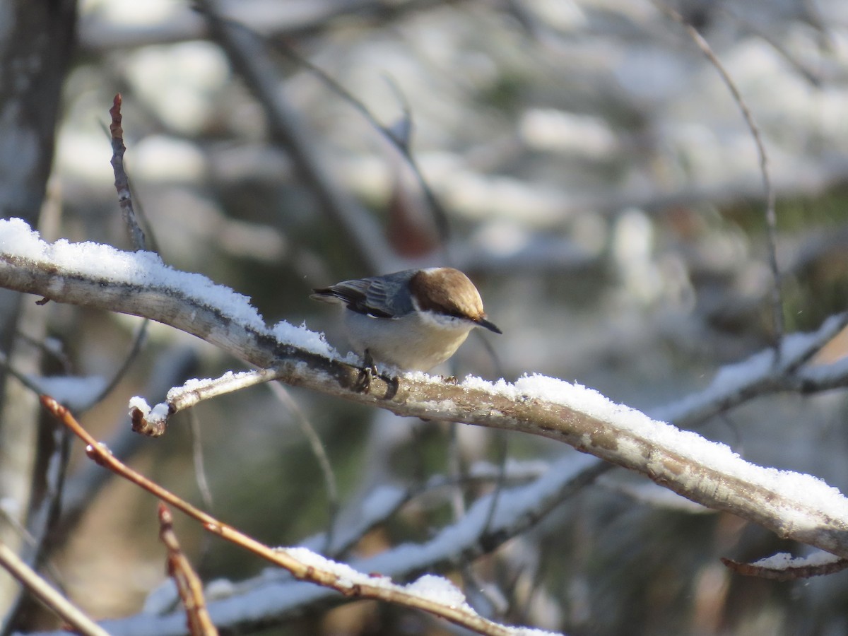 brhlík hnědohlavý - ML646810119