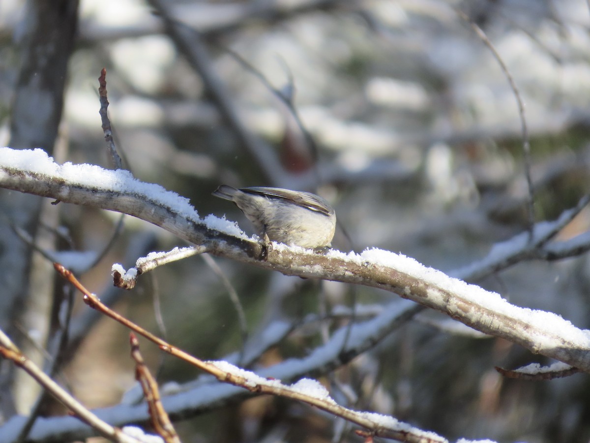 brhlík hnědohlavý - ML646810120