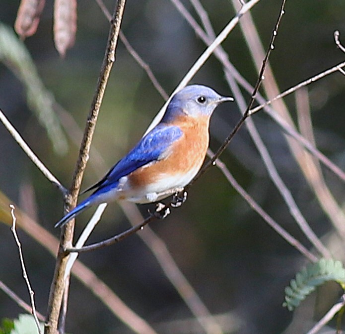 Eastern Bluebird - ML646810122