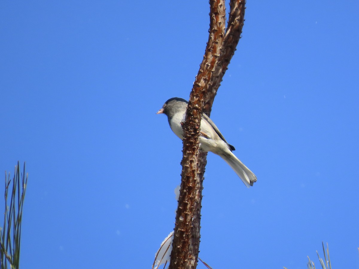 strnadec zimní (ssp. hyemalis/carolinensis) - ML646810125