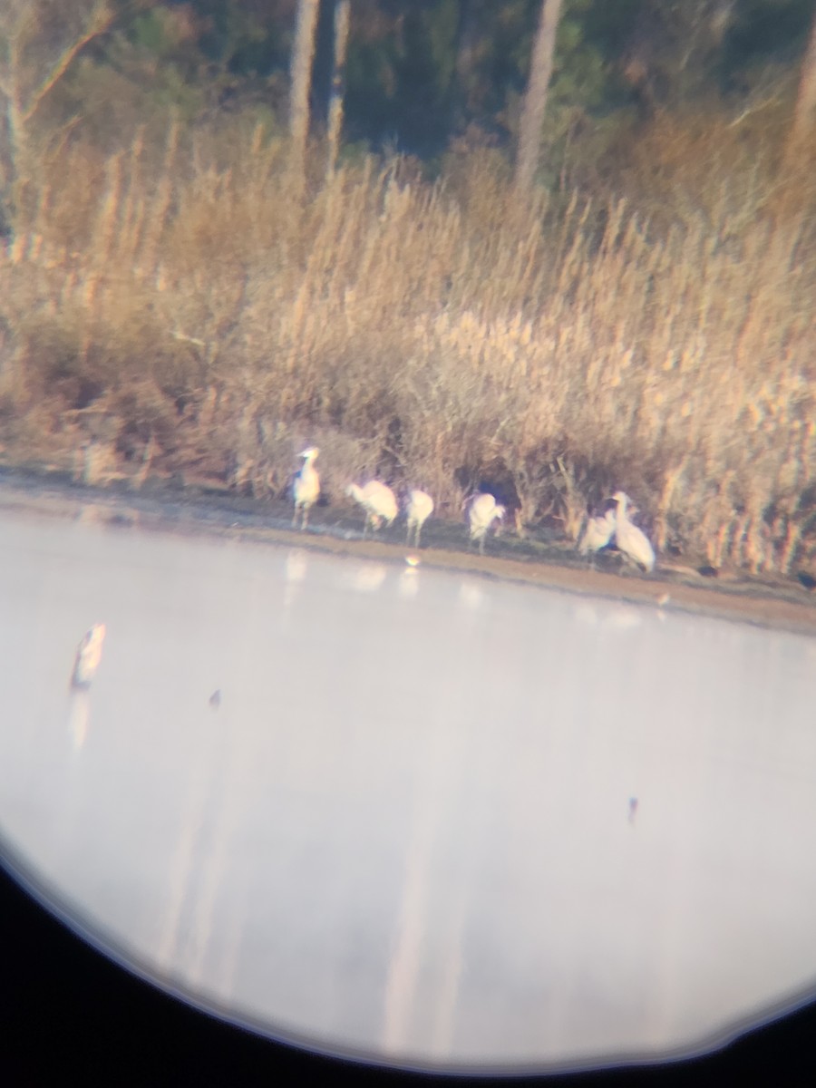 沙丘鶴 - ML646810127