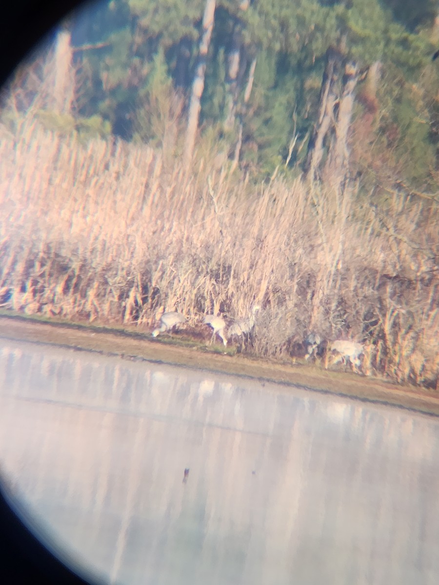 沙丘鶴 - ML646810128