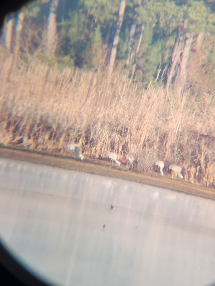 沙丘鶴 - ML646810129