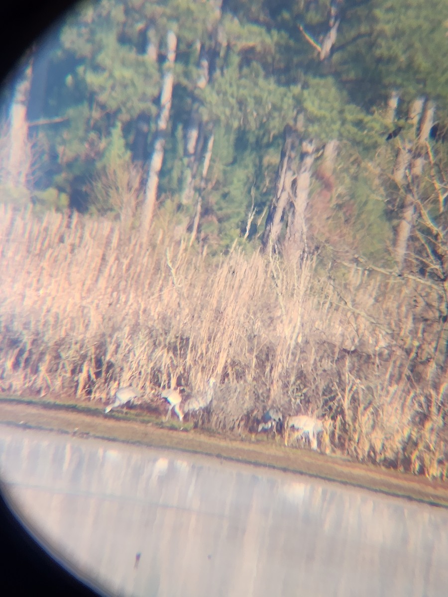 沙丘鶴 - ML646810130