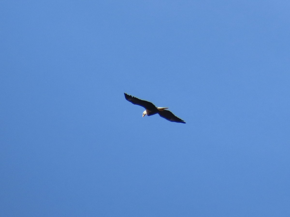 orel bělohlavý - ML646810132