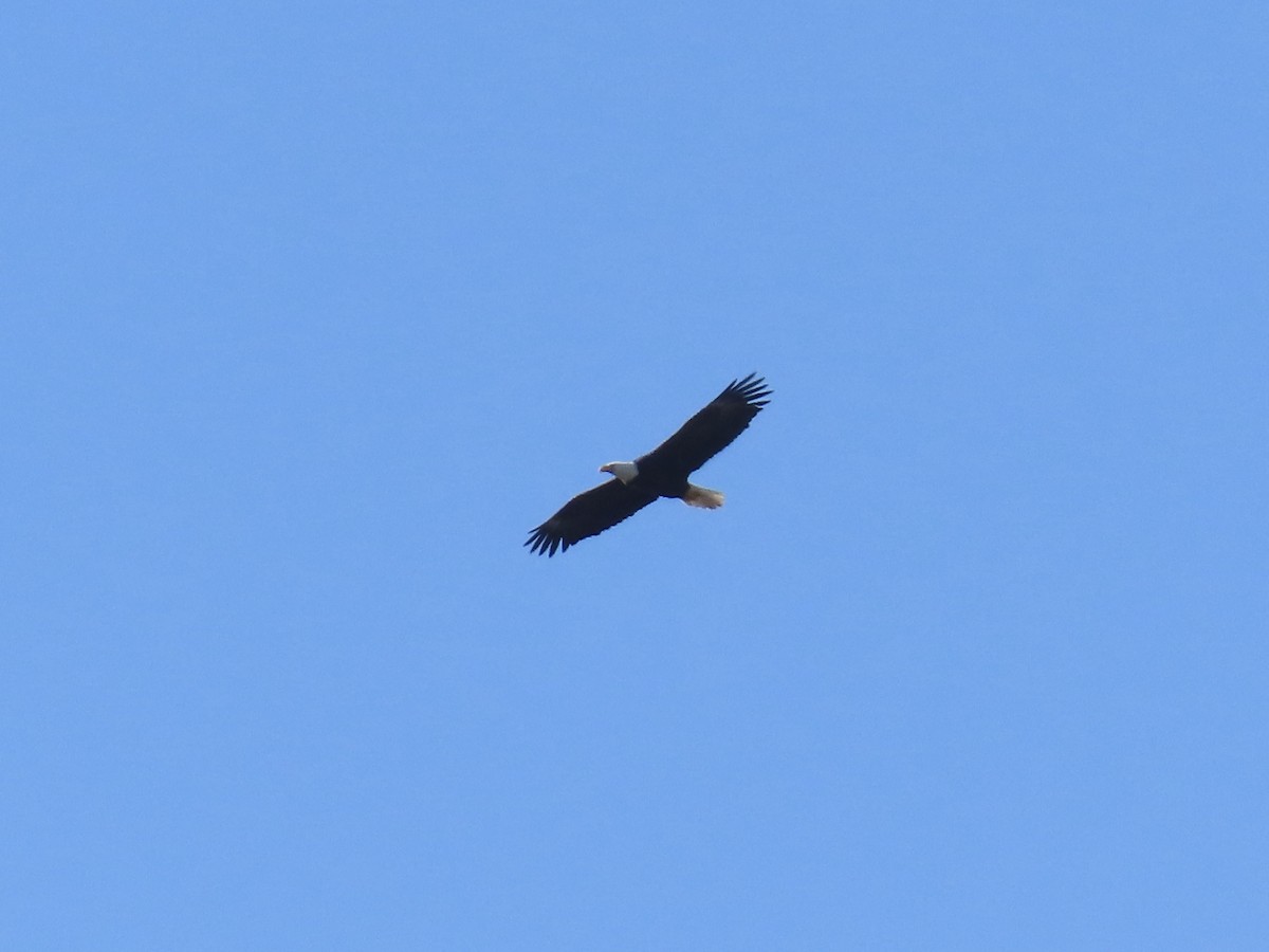 orel bělohlavý - ML646810133