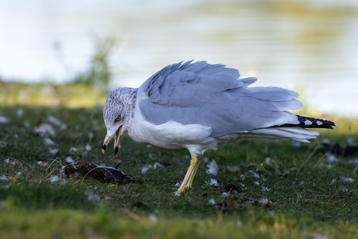 Ring-billed Gull - ML646810140