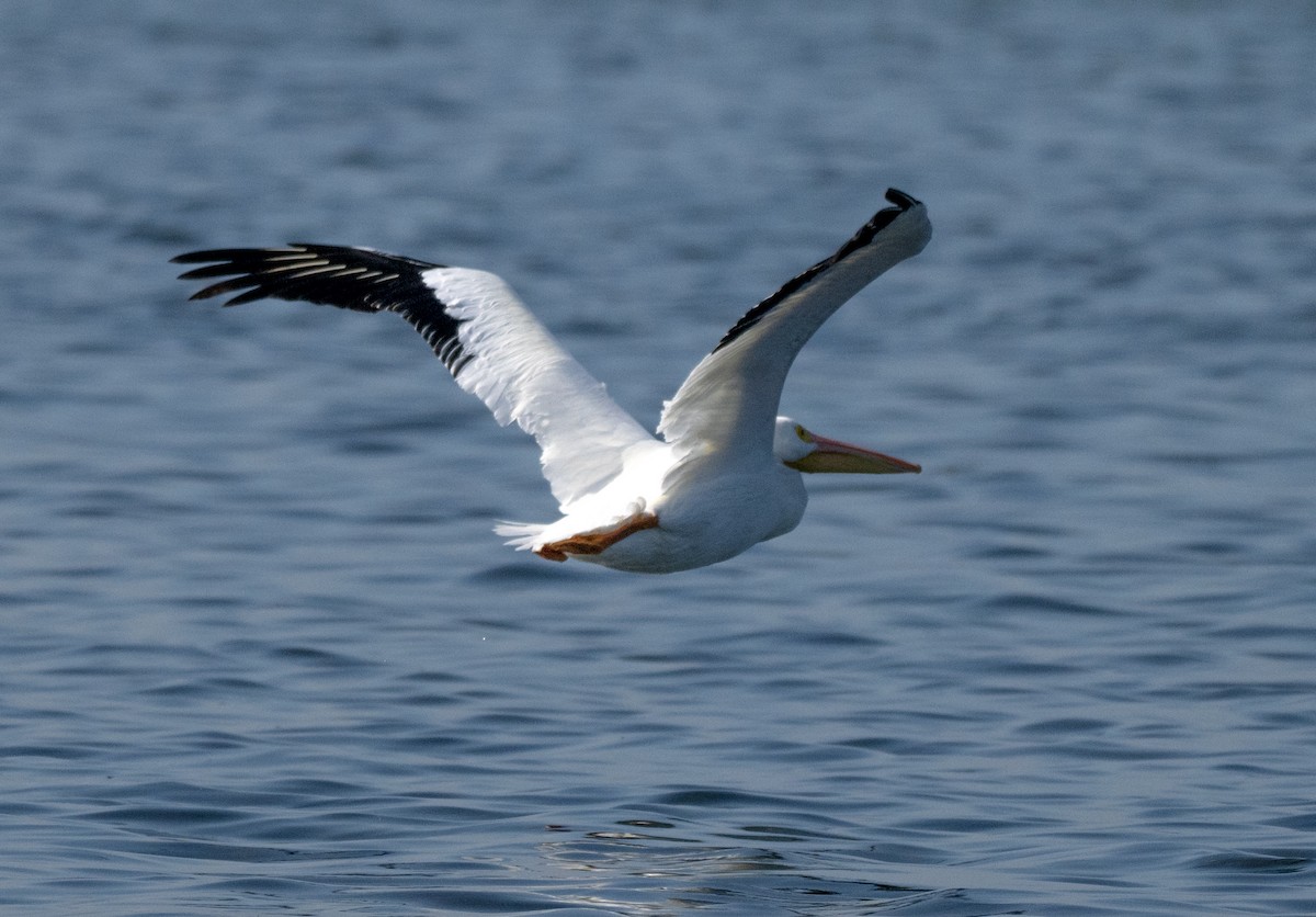 American White Pelican - ML646810141
