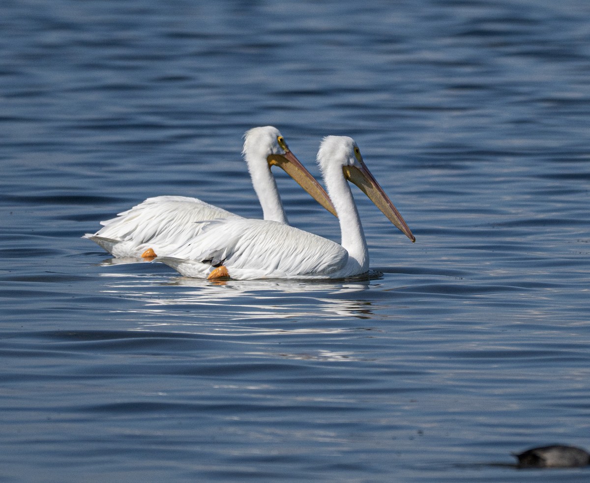 American White Pelican - ML646810142