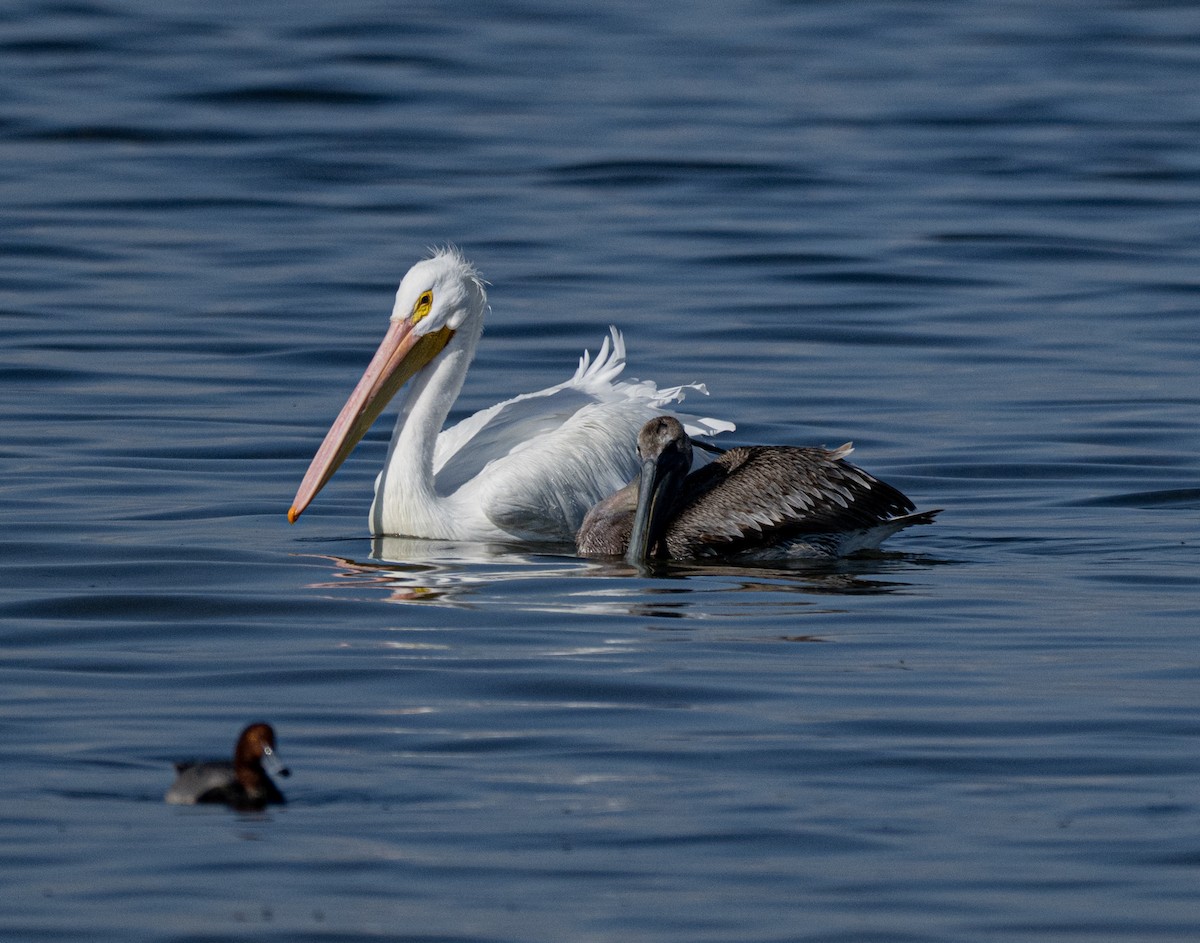 American White Pelican - ML646810143