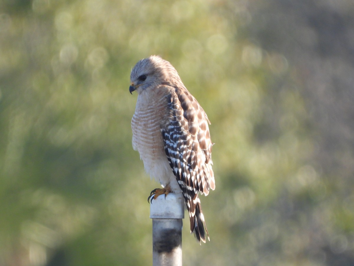 Red-shouldered Hawk - ML646810144
