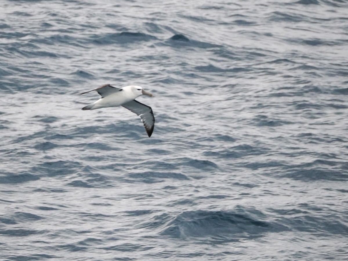 White-capped Albatross - ML646810146