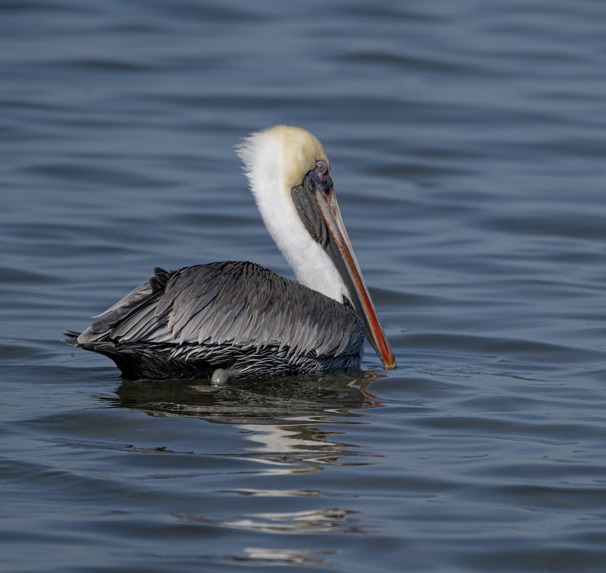 Brown Pelican - ML646810147