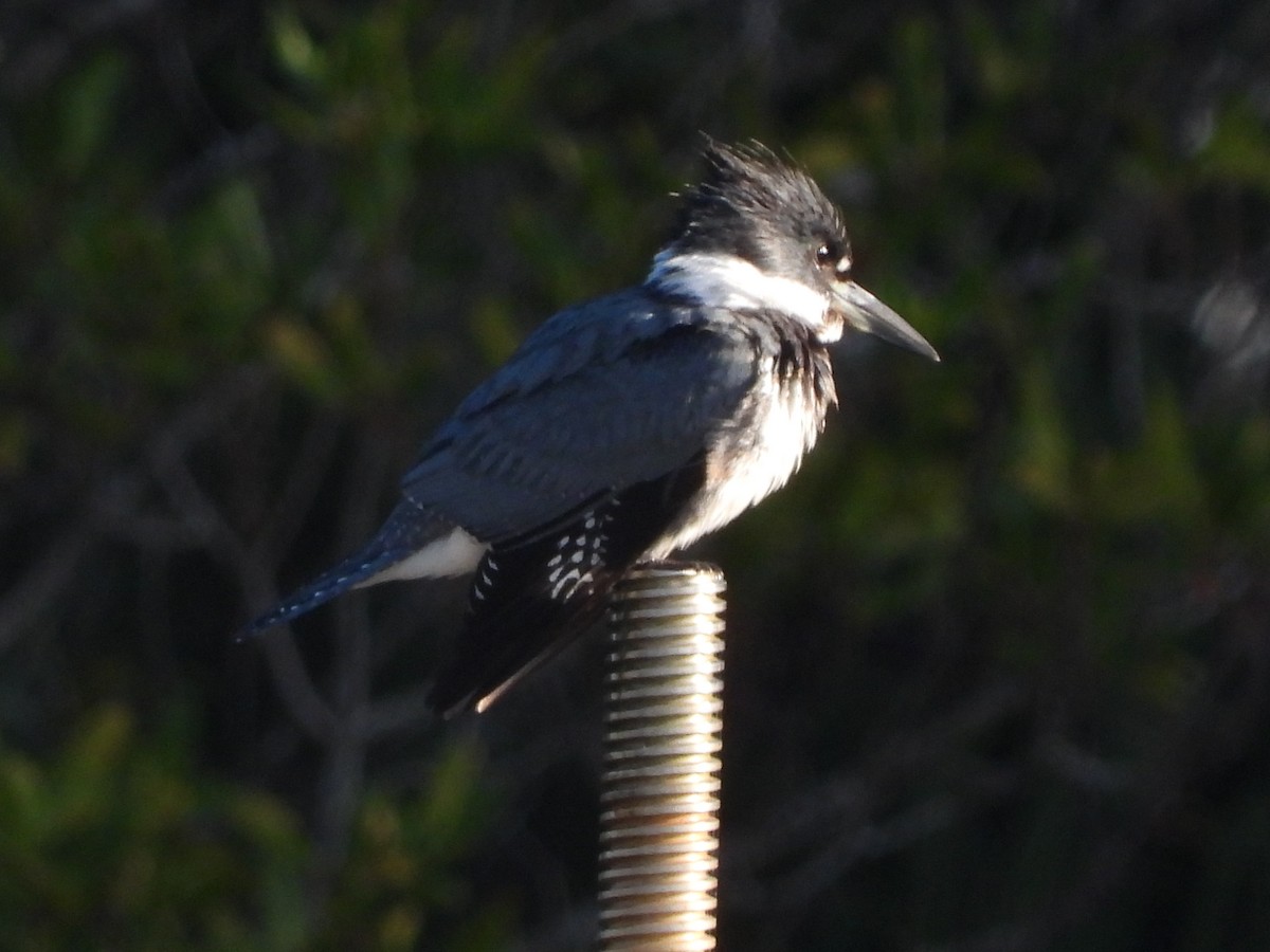 Belted Kingfisher - ML646810148