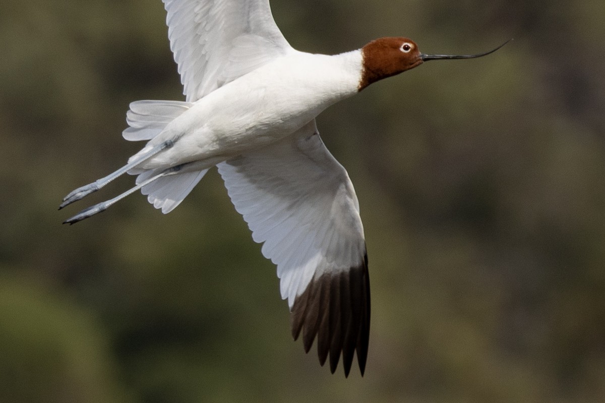 Abozeta burugorria - ML646810151