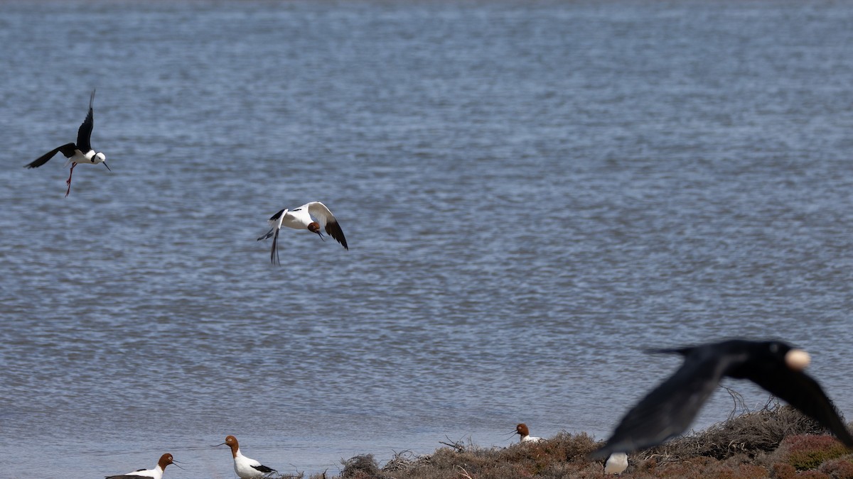 Abozeta burugorria - ML646810152