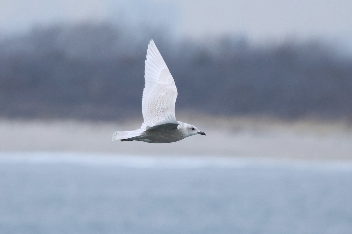 Gaviota Groenlandesa (de Kumlien) - ML646810153