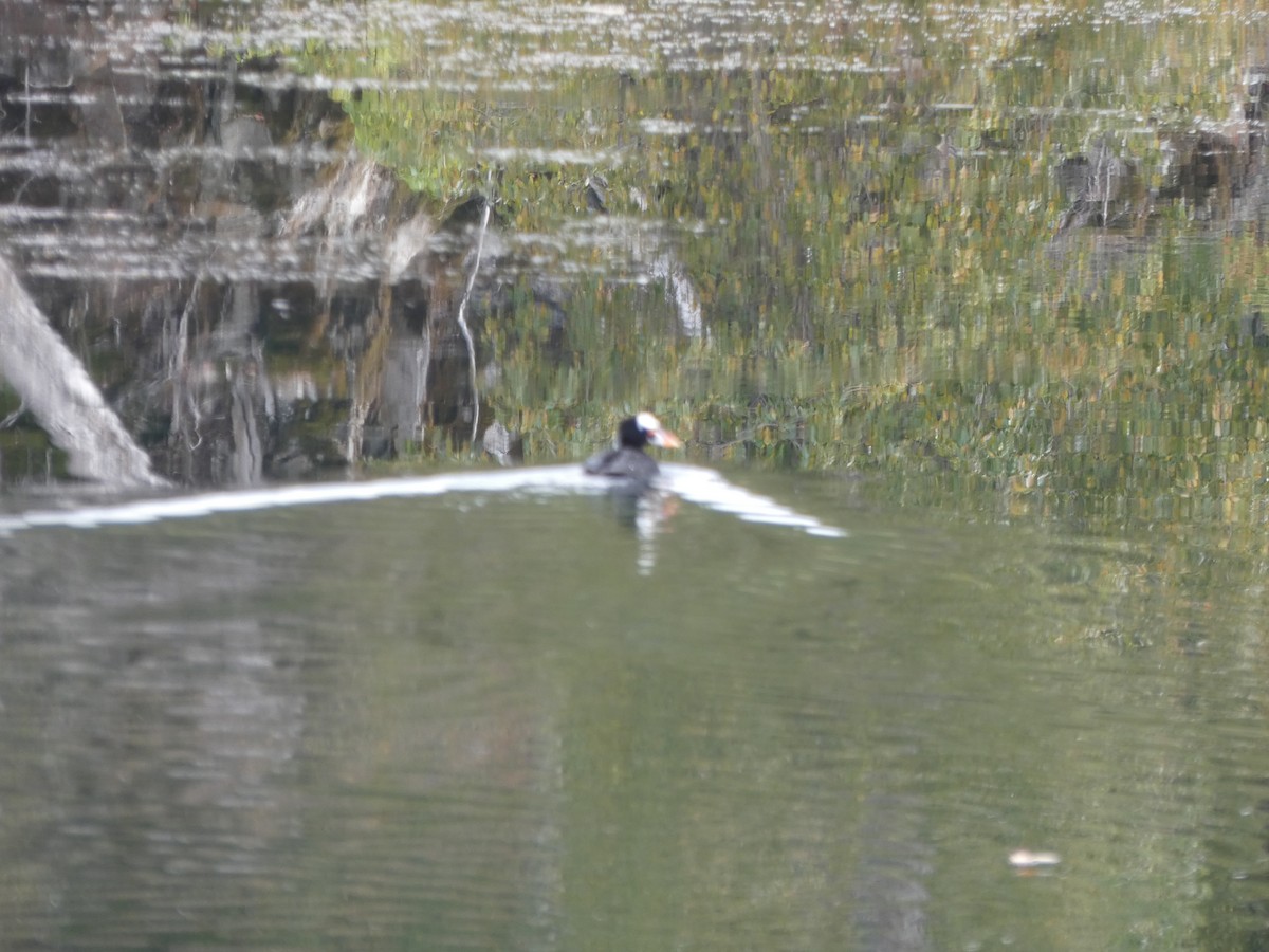 Surf Scoter - ML646810154