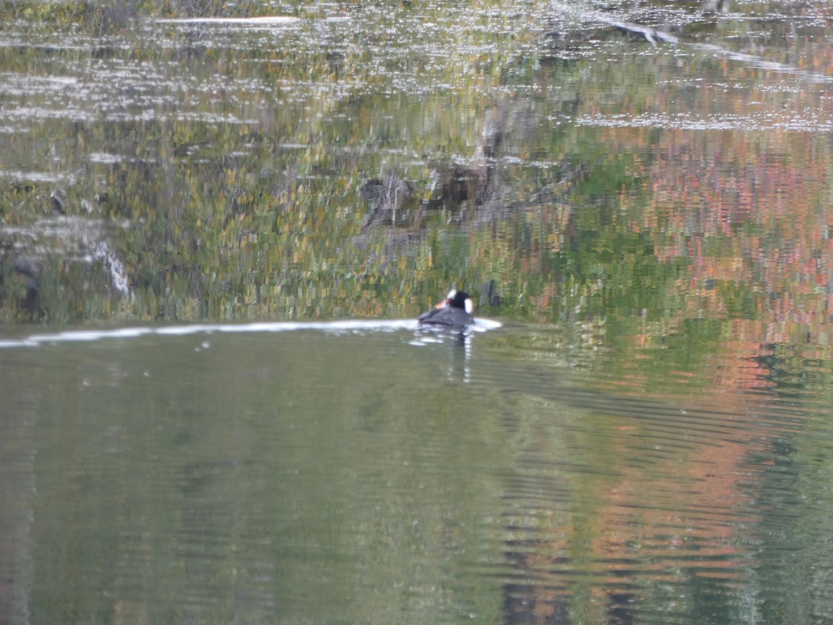 Surf Scoter - ML646810155