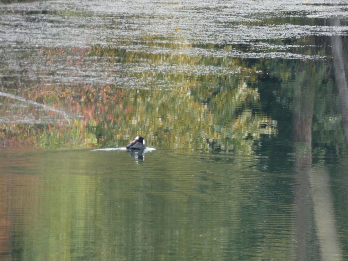 Surf Scoter - ML646810156