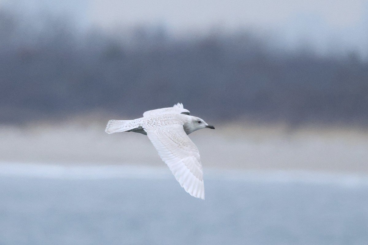 Gaviota Groenlandesa (de Kumlien) - ML646810160