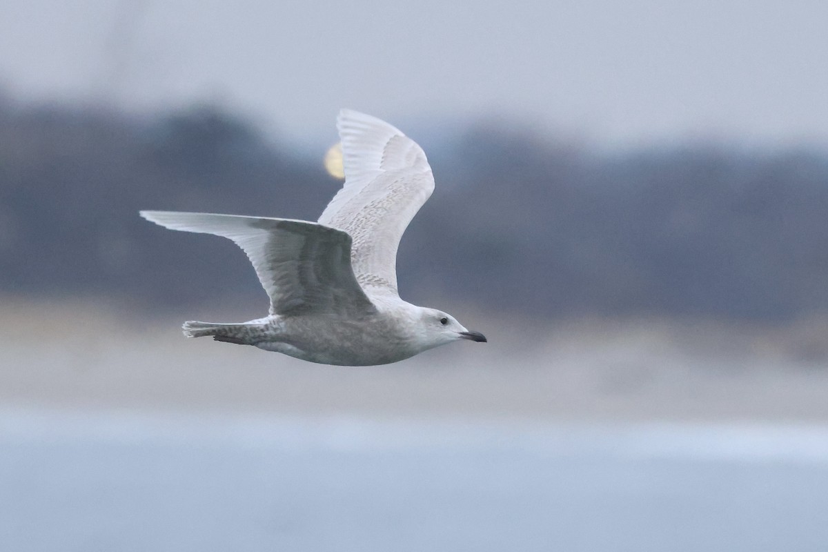 Gaviota Groenlandesa (de Kumlien) - ML646810161