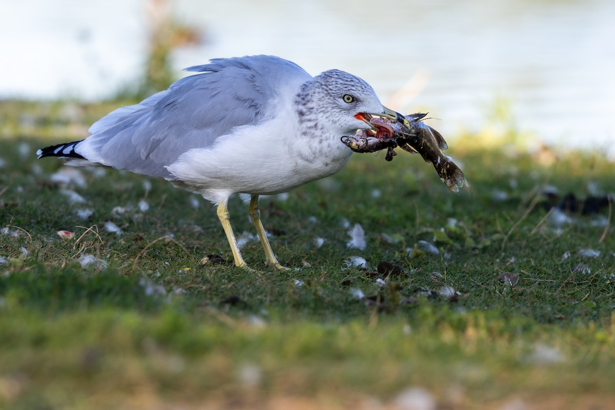 Ring-billed Gull - ML646810162