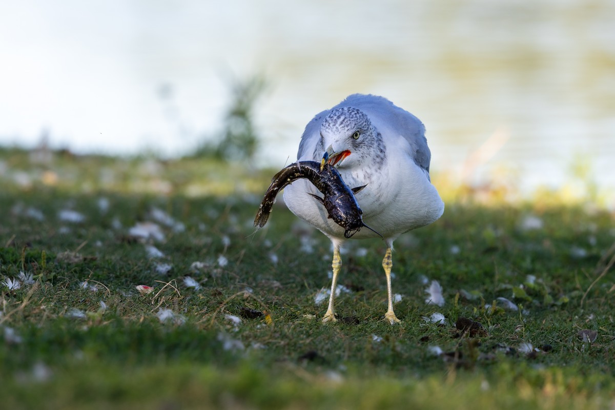 Ring-billed Gull - ML646810163