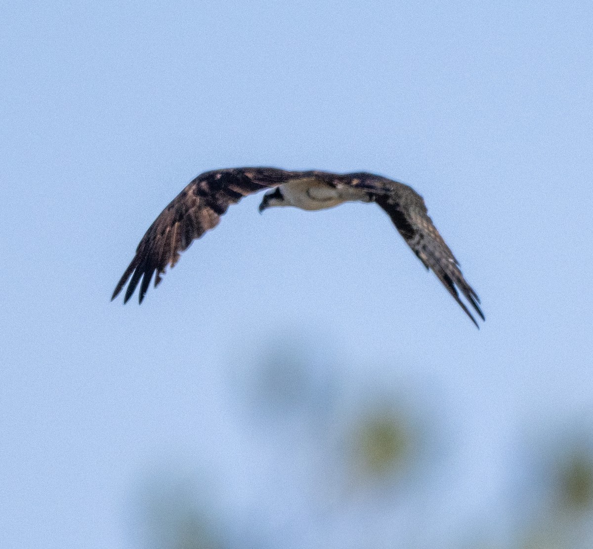 Osprey - ML646810164