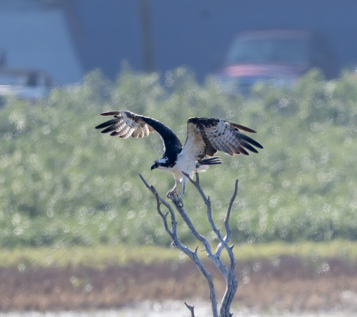 Osprey - ML646810165