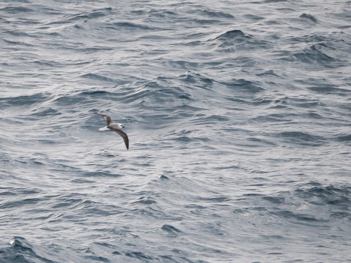 White-headed Petrel - ML646810166