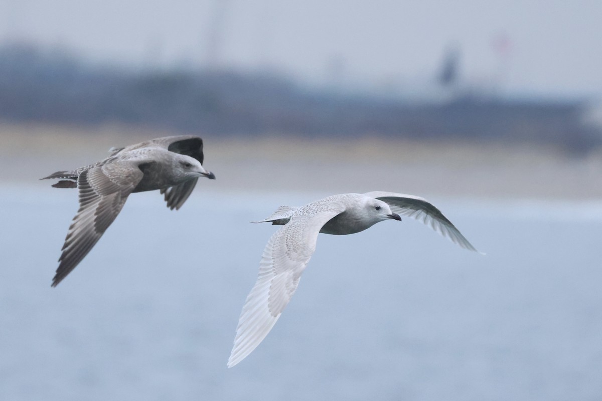 Gaviota Groenlandesa (de Kumlien) - ML646810168
