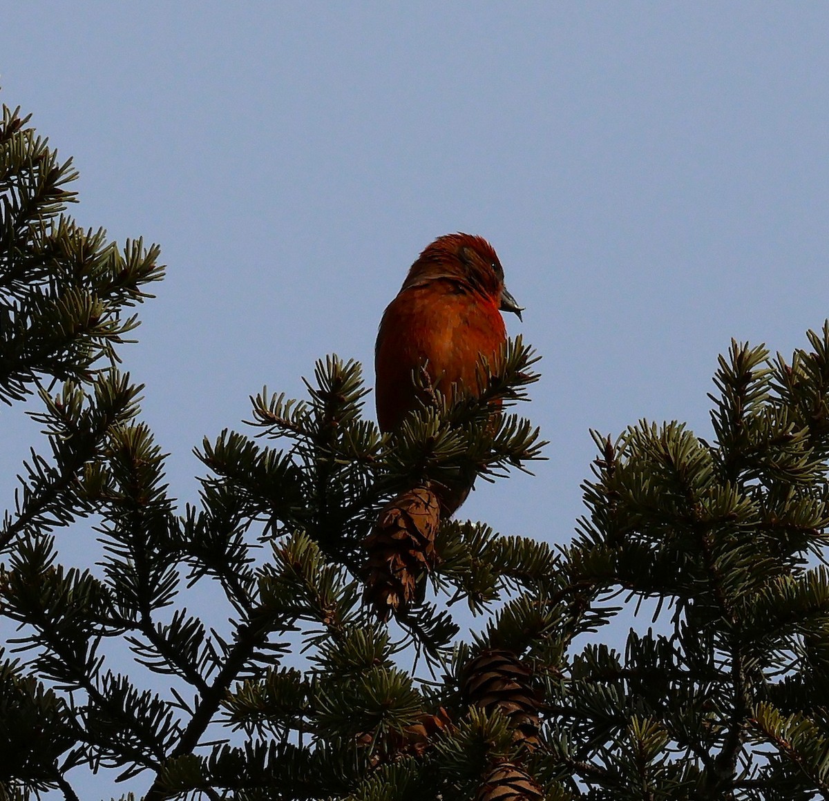 Red Crossbill - ML646810169