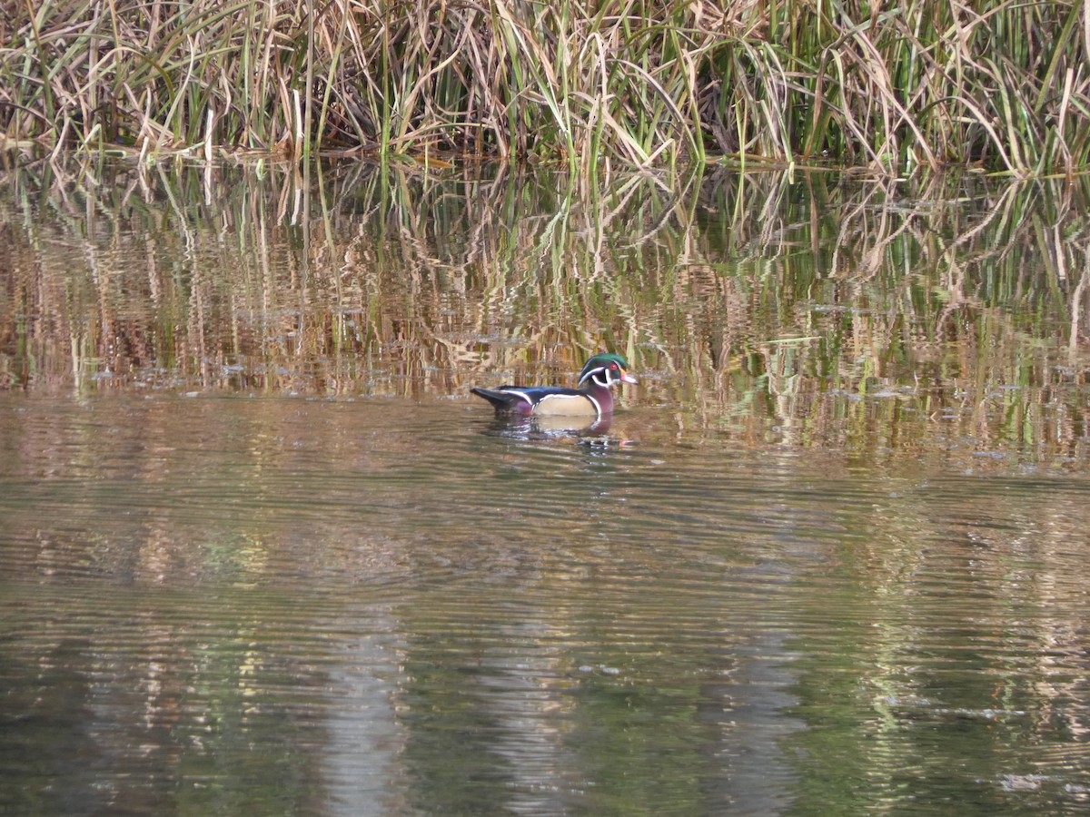 Wood Duck - ML646810171