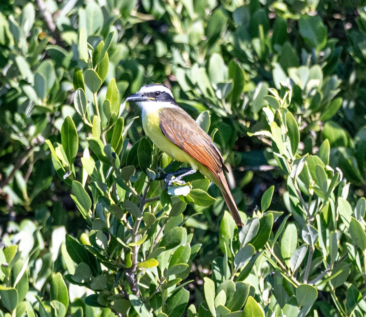 Great Kiskadee - ML646810172
