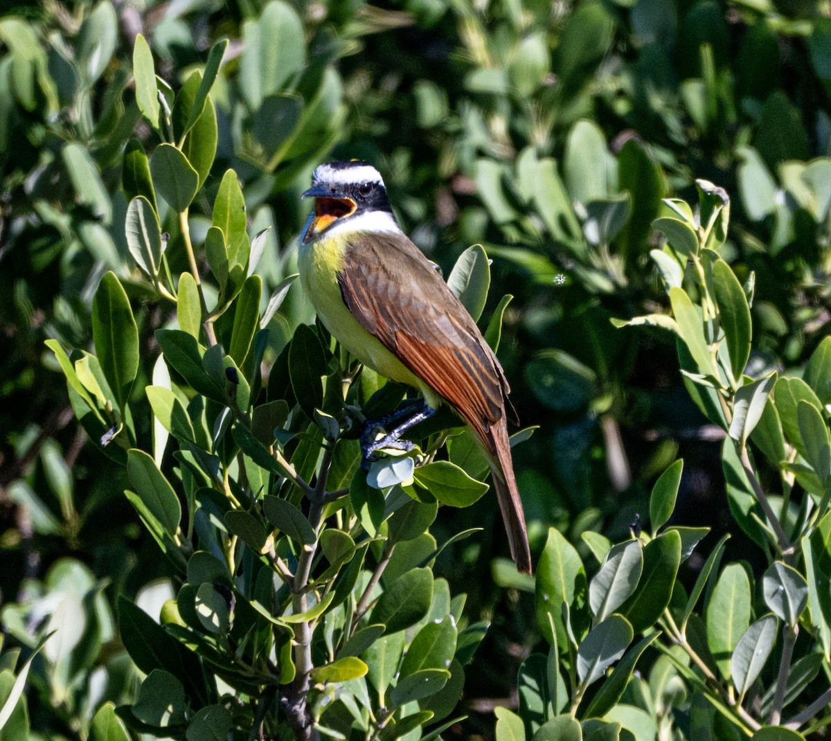 Great Kiskadee - ML646810173