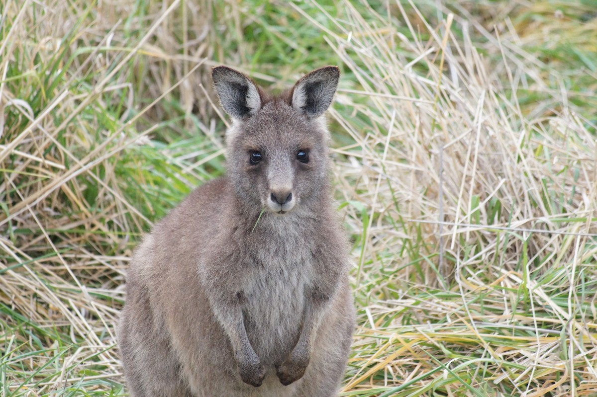 Eastern Grey Kangaroo - ML646810174