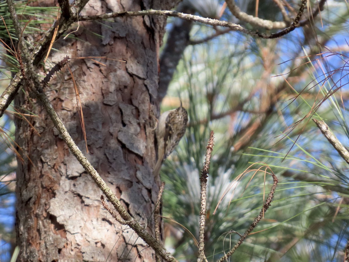 šoupálek americký - ML646810175