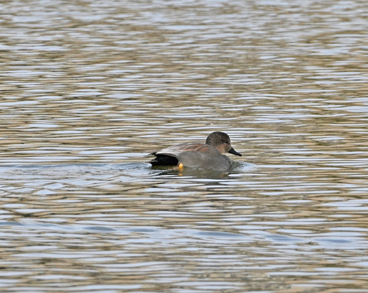 Gadwall - ML646810176
