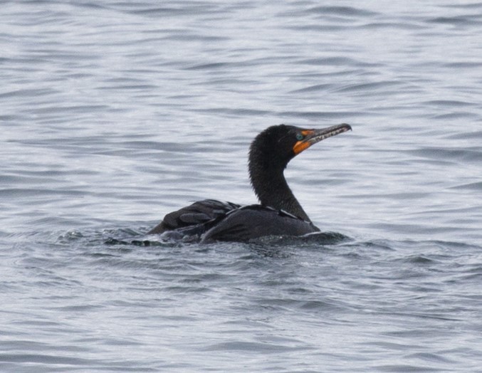 ミミヒメウ - ML646810177