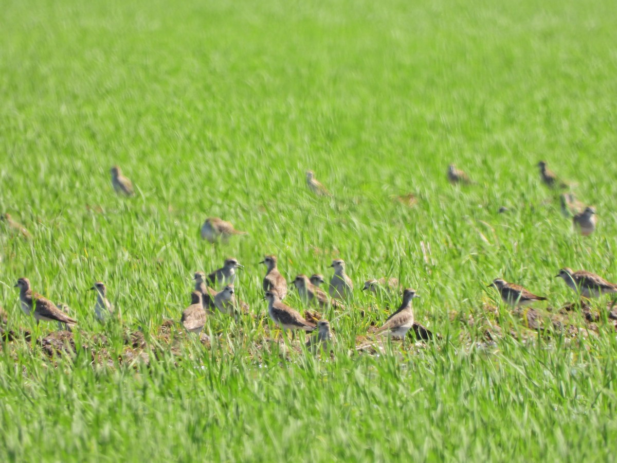 Chorlito Dorado Americano - ML646810180