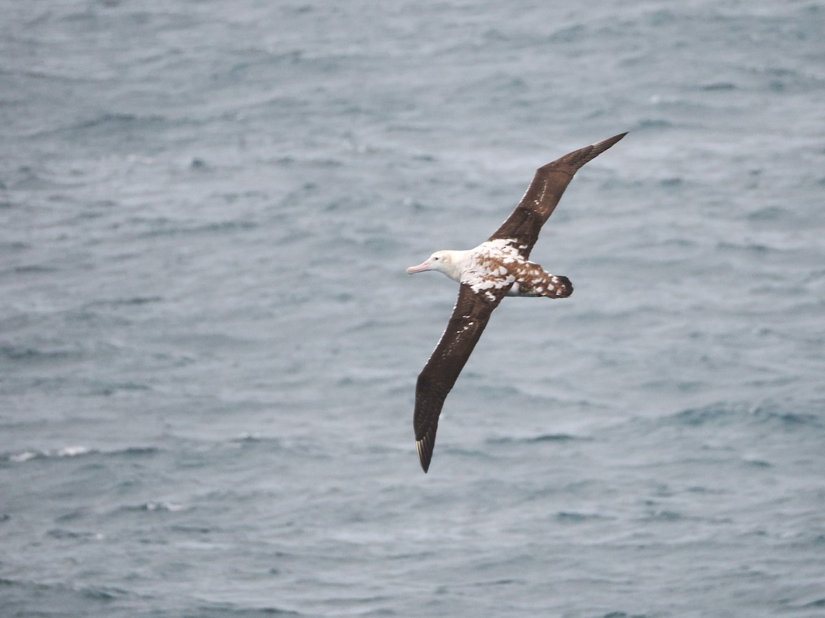 Antipodean Albatross - ML646810182