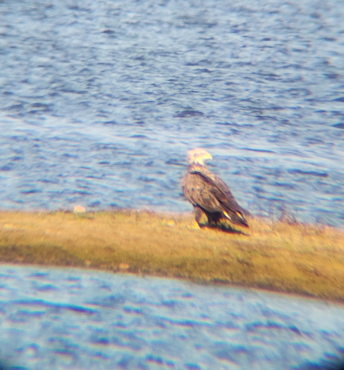 Bald Eagle - ML646810183