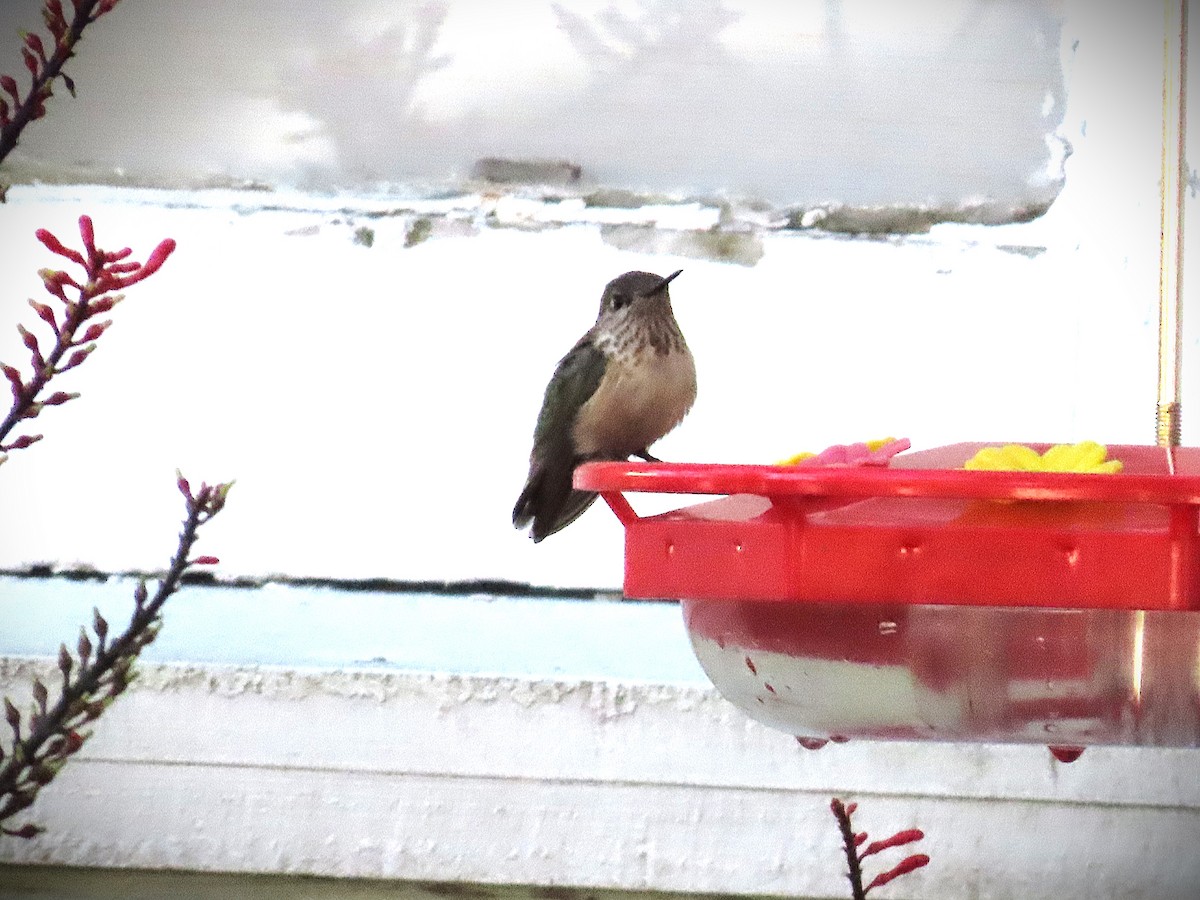 Calliope Hummingbird - ML646810191