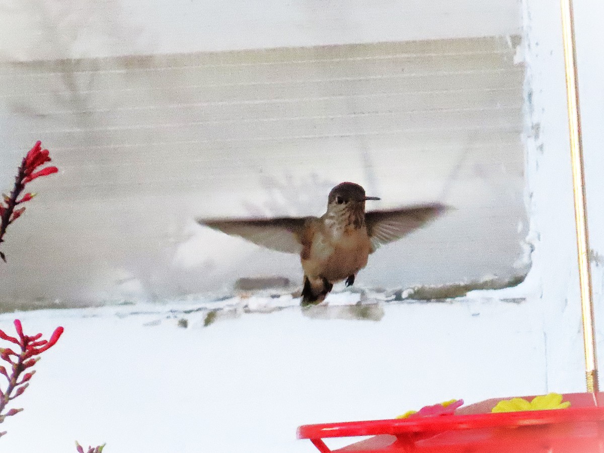 Calliope Hummingbird - ML646810192