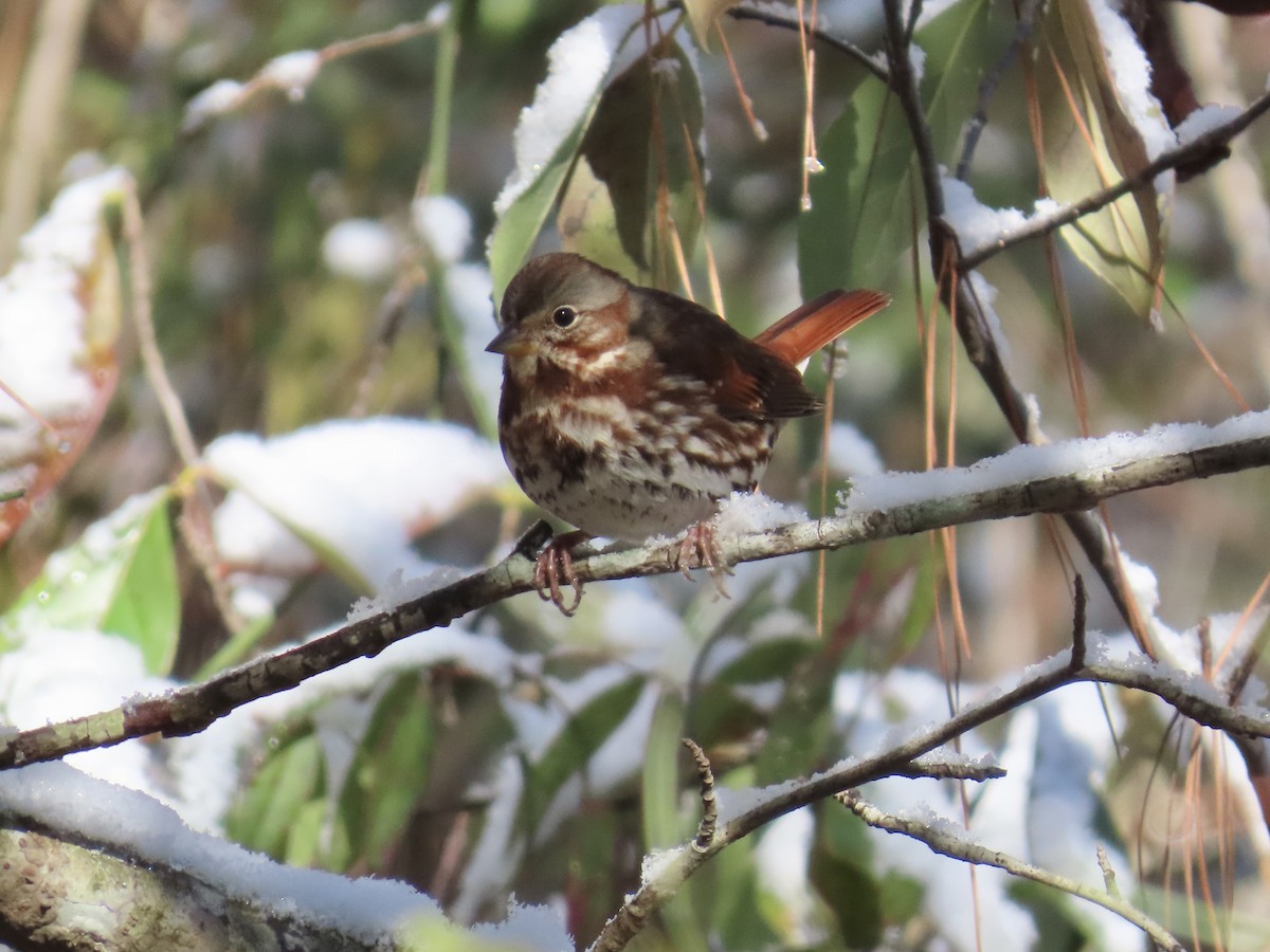 strnadec kaštanový (ssp. iliaca/zaboria) - ML646810193