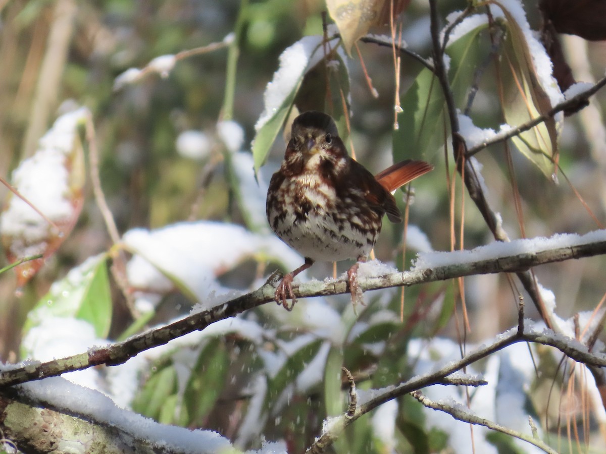 strnadec kaštanový (ssp. iliaca/zaboria) - ML646810194